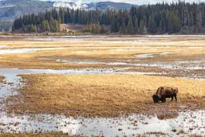 Pennsylvania Woman Gored By Bison At Yellowstone National Park