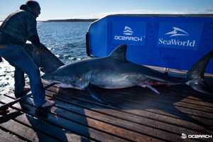 Another Massive Shark Tracked Off Maryland Coast — This One 1,600 Pounds