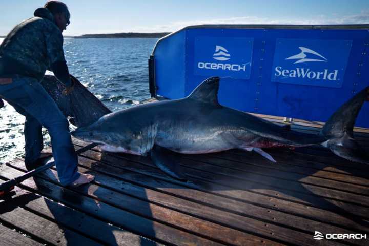 Another Massive Shark Tracked Off Maryland Coast — This One 1,600 Pounds