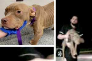 Emaciated Pitbull Tied To Virginia Shelter Door In Apparent Animal Cruelty Case: Police