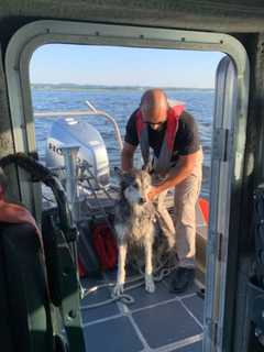 Husky Frightened By Fireworks Rescued 1.5 Miles Off Jersey Shore (PHOTOS)