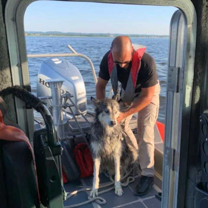 Caiden, a 10-year-old Siberian Husky, was rescued in Raritan Bay.