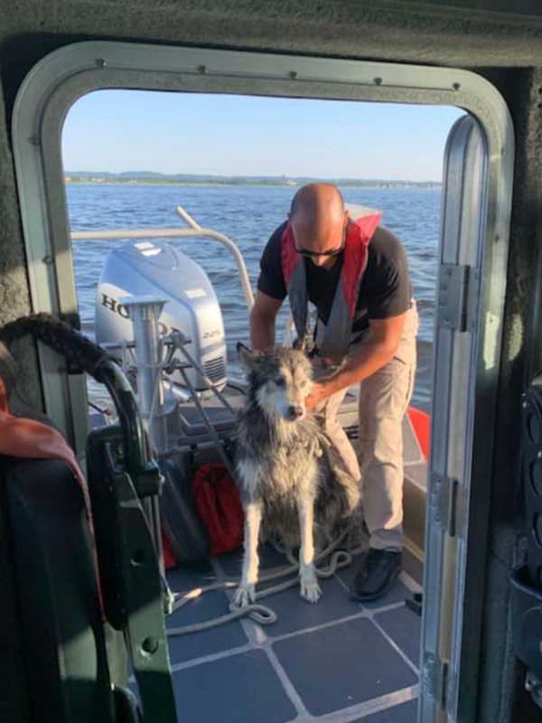 Husky Frightened By Fireworks Rescued 1.5 Miles Off Jersey Shore (PHOTOS)