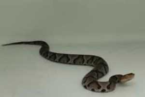 Venomous Snake Saved By Deputy After Its Capture In Stafford Home