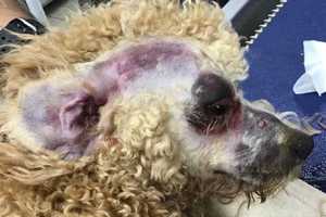 Pup Beaten With Metal Pole In Brutal Virginia Break-In, Owner Says