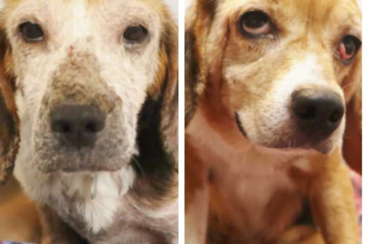 Starved, Neglected Senior Dogs Dumped Along Garden State Parkway