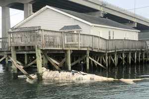 Dead Whale Found Under Dock Of Abandoned Jersey Shore Home