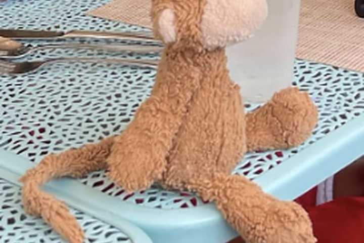 Family Seeks Help Of DC Zoo-Goers To Find Beloved Mocha The Monkey