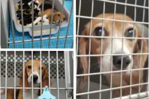 4,000 Beagles Rescued From Research Facility Approved By Judge For Adoption