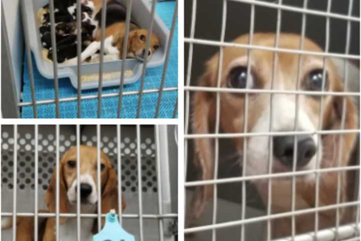 4,000 Beagles Rescued From Virginia Research Facility Envigo Approved By Judge For Adoption