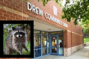 Rabid Raccoon Removed From Behind Arlington Community Center