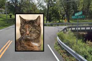 Stray Cat Tests Positive For Rabies In Hunterdon County