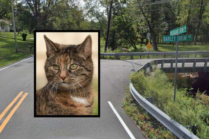 Stray Cat Tests Positive For Rabies In Hunterdon County