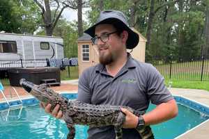 Gone Swimming: Virginia Resident Finds Alligator In Backyard Pool (PHOTOS)