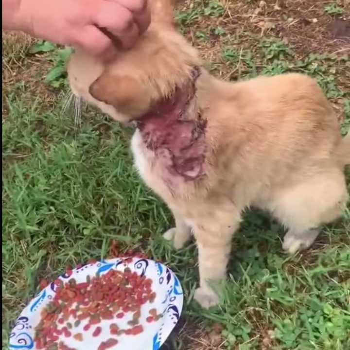 A graphic video shared by Ramapo Bergen Animal Refuge shows the cat loudly meowing with a plate of food, as concerned residents seek help.