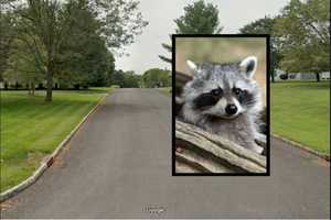 Raccoon Tests Positive For Rabies In Hunterdon County