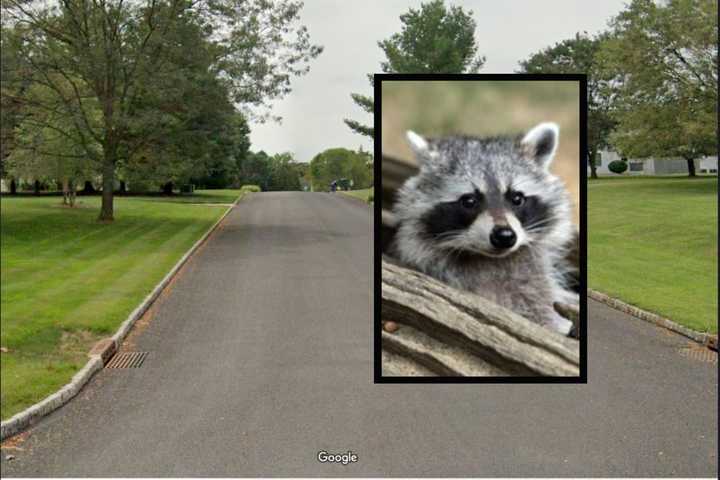 Raccoon Tests Positive For Rabies In Hunterdon County