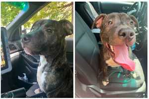 It's Getting Hot In Here: Dog Abandoned In Maryland With No Water, Shelter During Heat Wave: PD