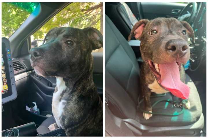 It's Getting Hot In Here: Dog Abandoned In Hagerstown With No Water, Shelter Amid Heat Wave: PD