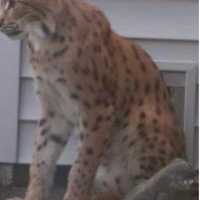 <p>The wild cat that was spotted in West Islip.</p>