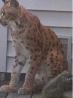 Rare Possible Bobcat Sighting Reported On Long Island