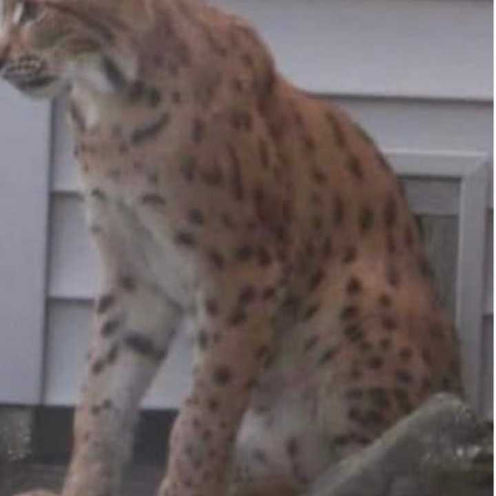 The wild cat that was spotted in West Islip.