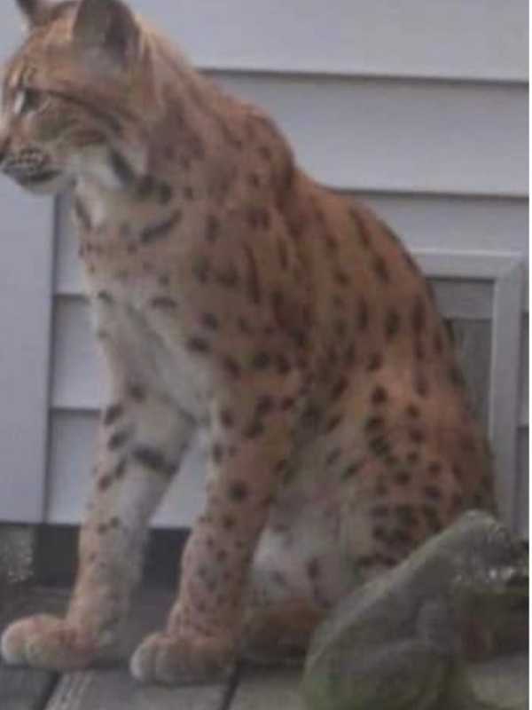 Possible Bobcat Sighting Reported In West Islip