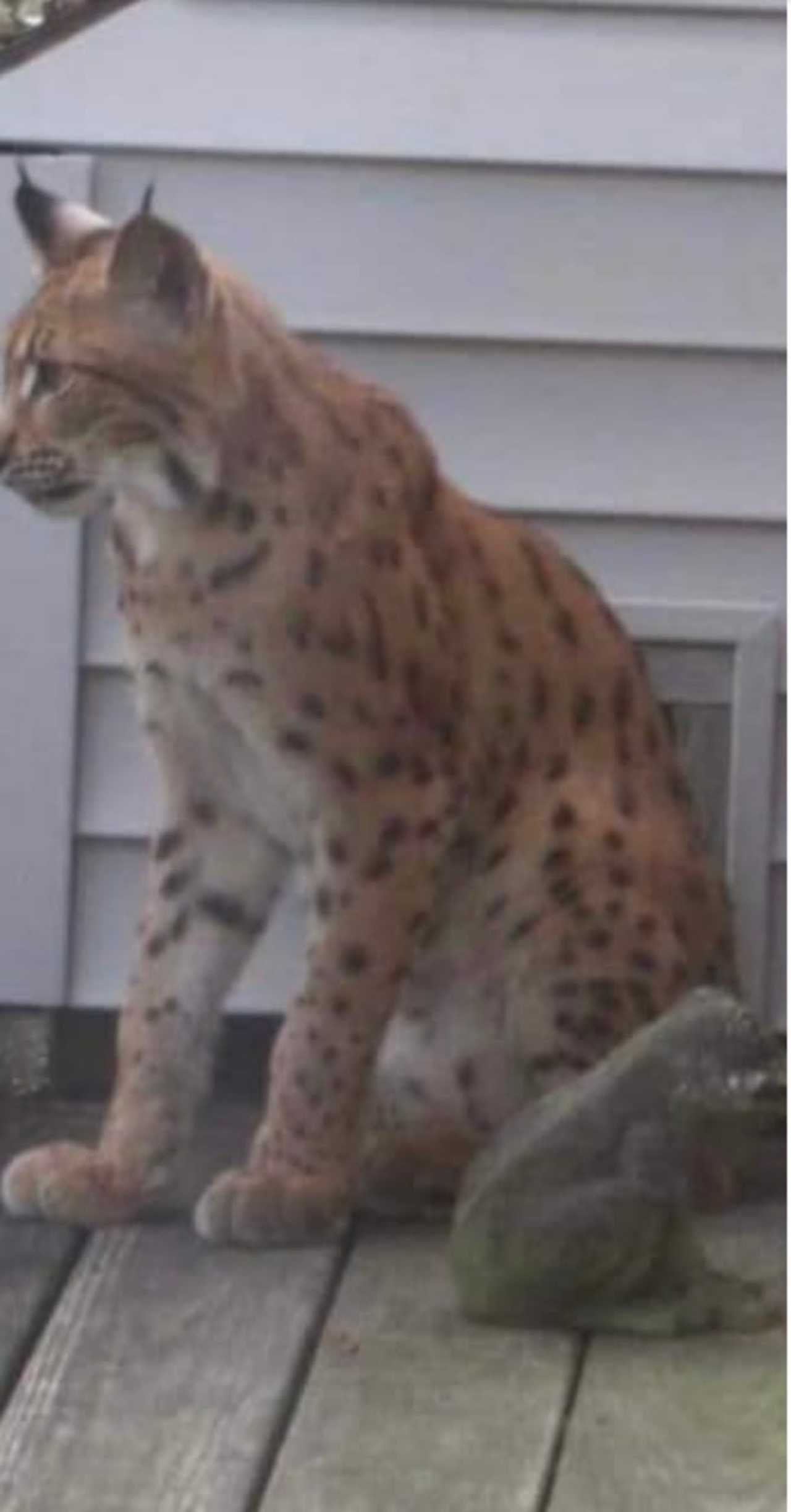 Rare Possible Bobcat Sighting Reported On Long Island | Brentwood Daily ...