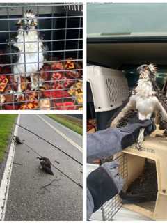 Two Baby Ospreys Rescued After Home Destroyed When Tree Falls During Storm In Lusby