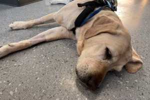 Guide Dog, Fighting For Life, Travels To NY For Treatment