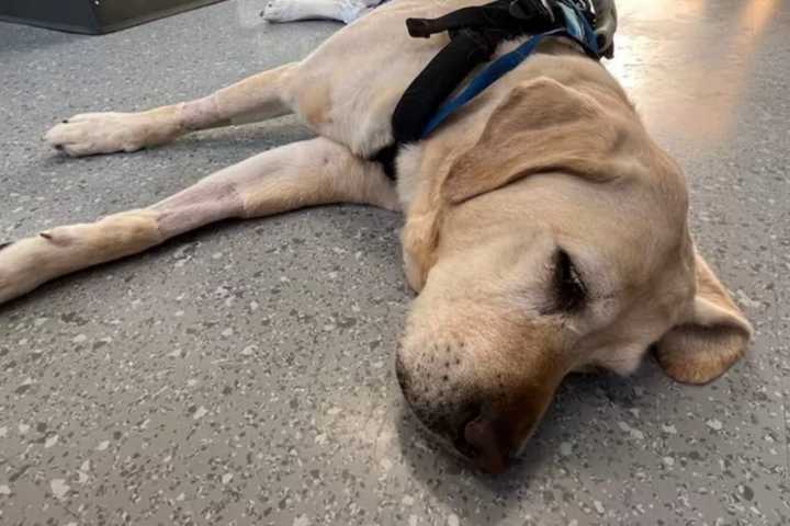 Guide Dog, Fighting For Life, Travels To NY For Treatment