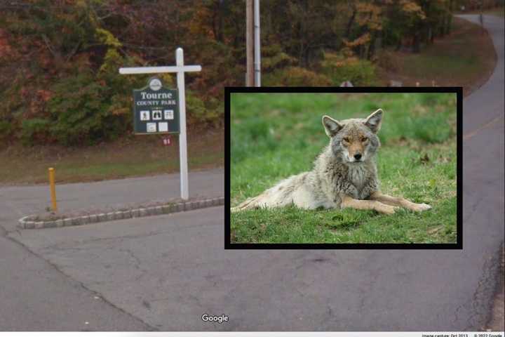 Rabid Coyote Found At Morris County Park