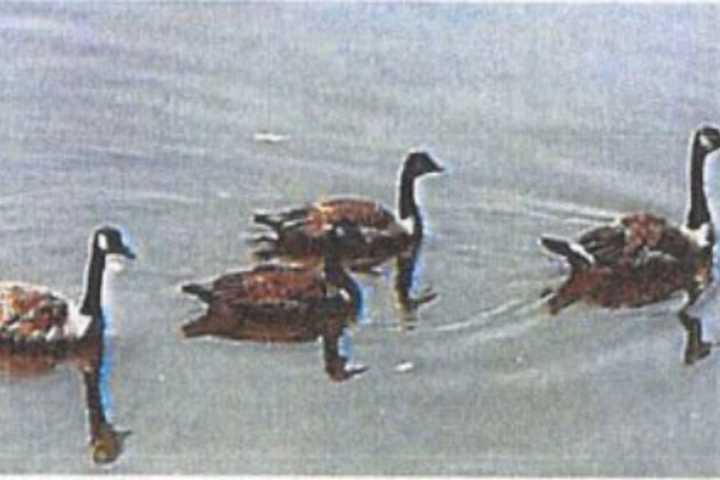 Wild Goose Chase: Three Boys At Large After Protected Bird Found Dead In Maryland