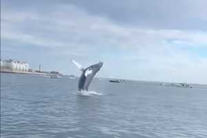 WATCH: Humpback Whale Leaps Out Of Water At Boston Harbor