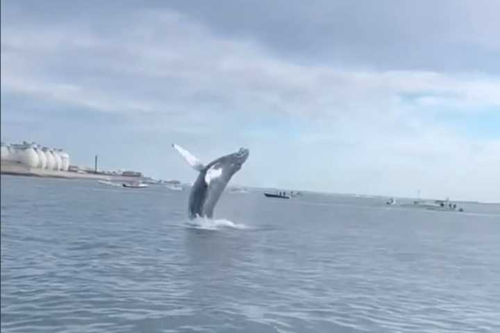 WATCH: Humpback Whale Leaps Out Of Water At Boston Harbor