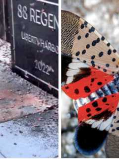 Video Captures Spotted Lanternflies Swarming Jersey City Building