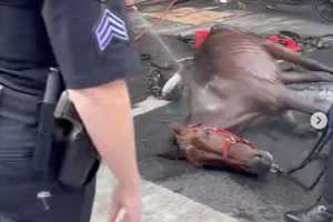 Exhausted Horse Collapses As Driver Slaps Him Leaving NYC Onlookers Horrified: Reports