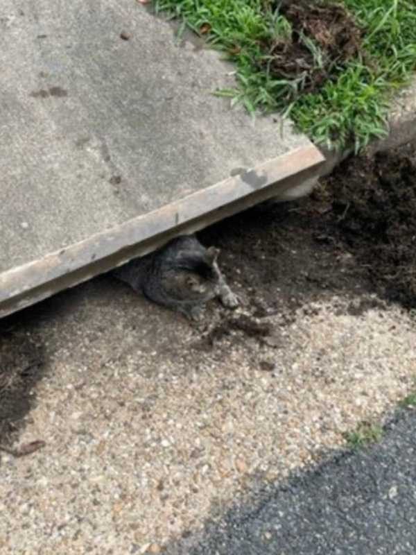 'InCATpacitated": Stafford Police, Animal Rescue Save Cat Stuck In Storm Drain