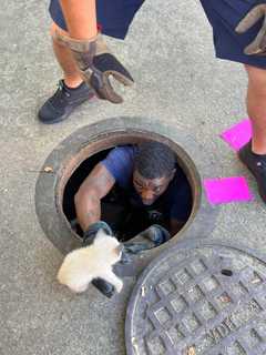 Fairfax Rescue Crew Saves Adorable Kitten From Local Storm Drain