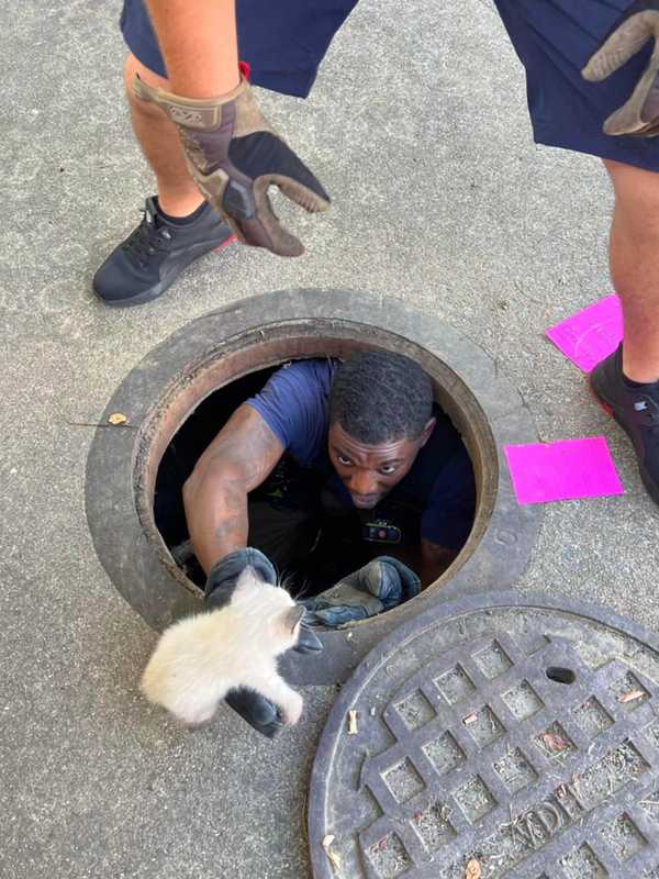 Fairfax Rescue Crew Saves Adorable Kitten From Local Storm Drain