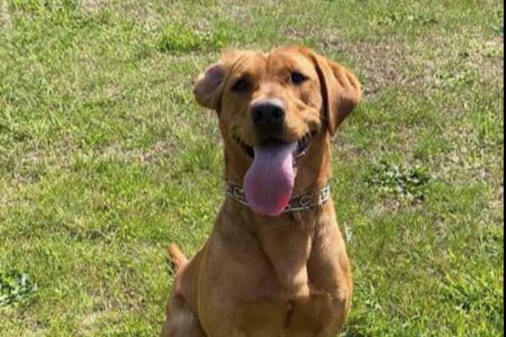 Mysterious Death Of Fire Marshal K9 Prompts Questions In Gloucester County: Reports