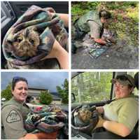 <p>An injured Great Horned Owl was rescued by police in Maryland.</p>