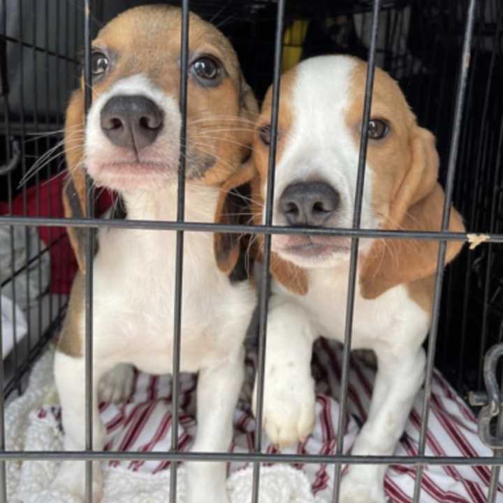 Envigo Beagles