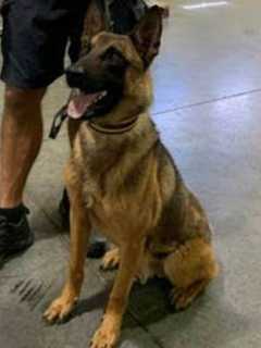 Celebrate National Dog Day By Helping Leesburg Police Name Newest K-9