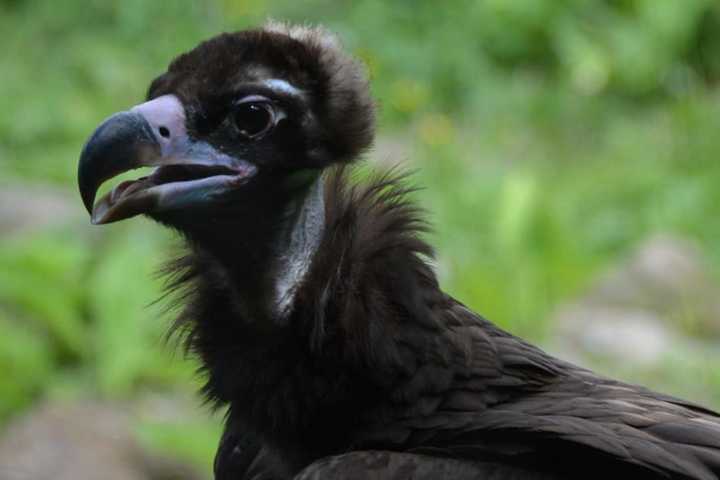 More Than 100 Vultures Found Dead On North Jersey Trail Due To Bird Flu