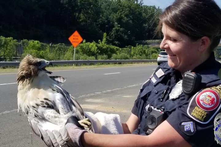 Hawk Survives After Getting Caught In Grill Of Car In Fairfax County