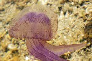 Rare Purple Jellyfish With Powerful Sting Found In Throngs At NJ Beaches