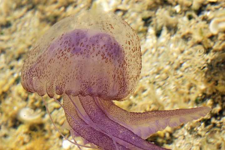 Rare Purple Jellyfish With Powerful Sting Found In Throngs At NJ Beaches