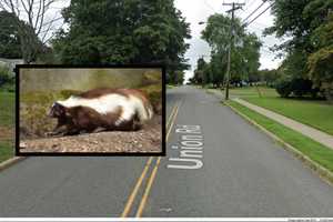 Skunk Tests Positive For Rabies In Hunterdon County