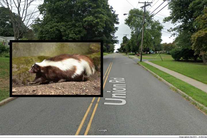 Skunk Tests Positive For Rabies In Hunterdon County